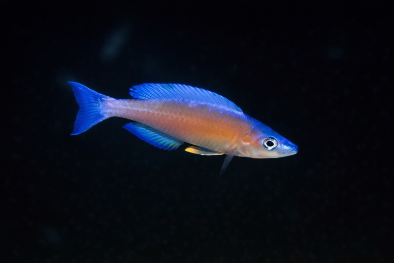 Cyprichromis leptosoma 'Isanga Bay'